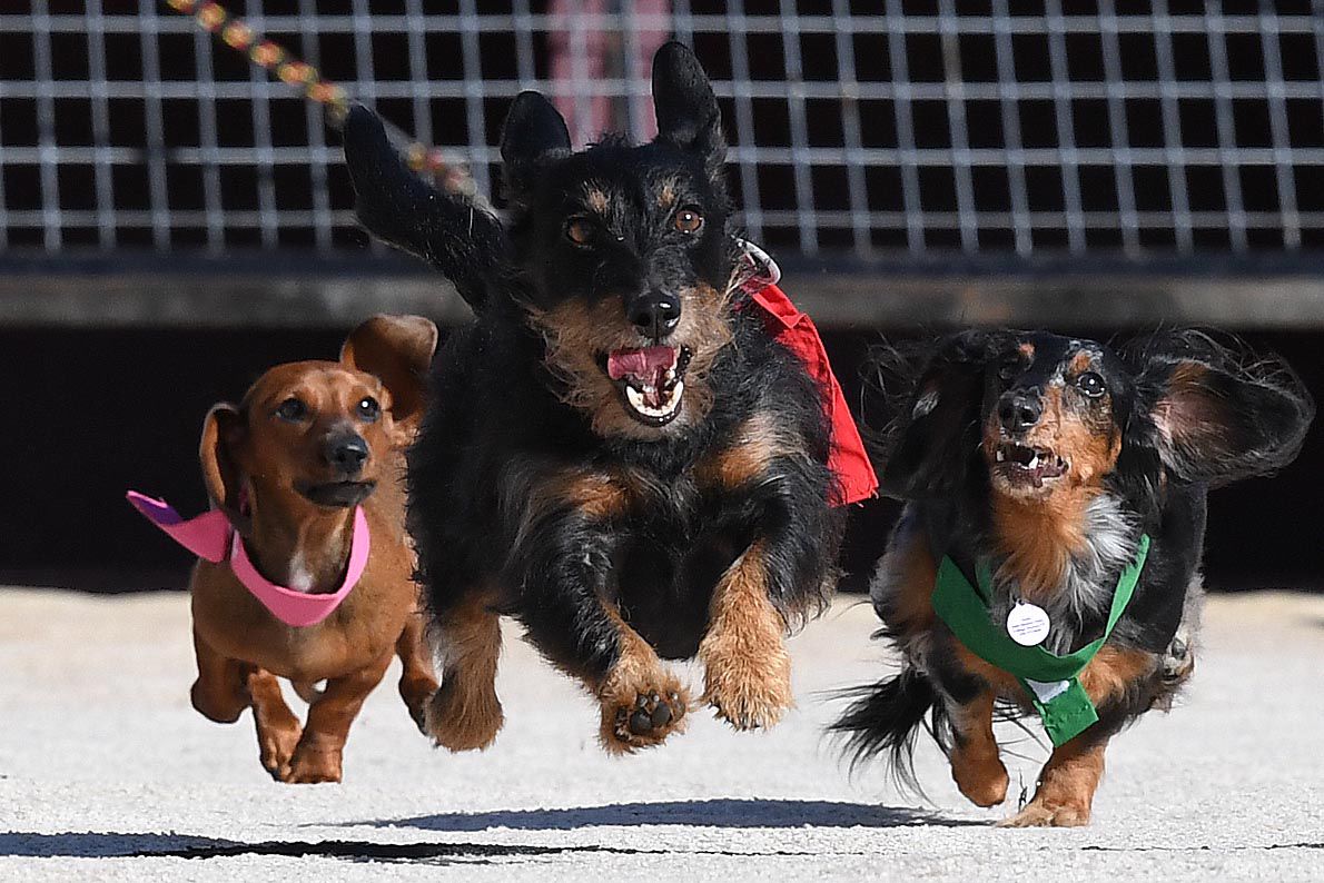 Weiner Fest 2017 42.jpg